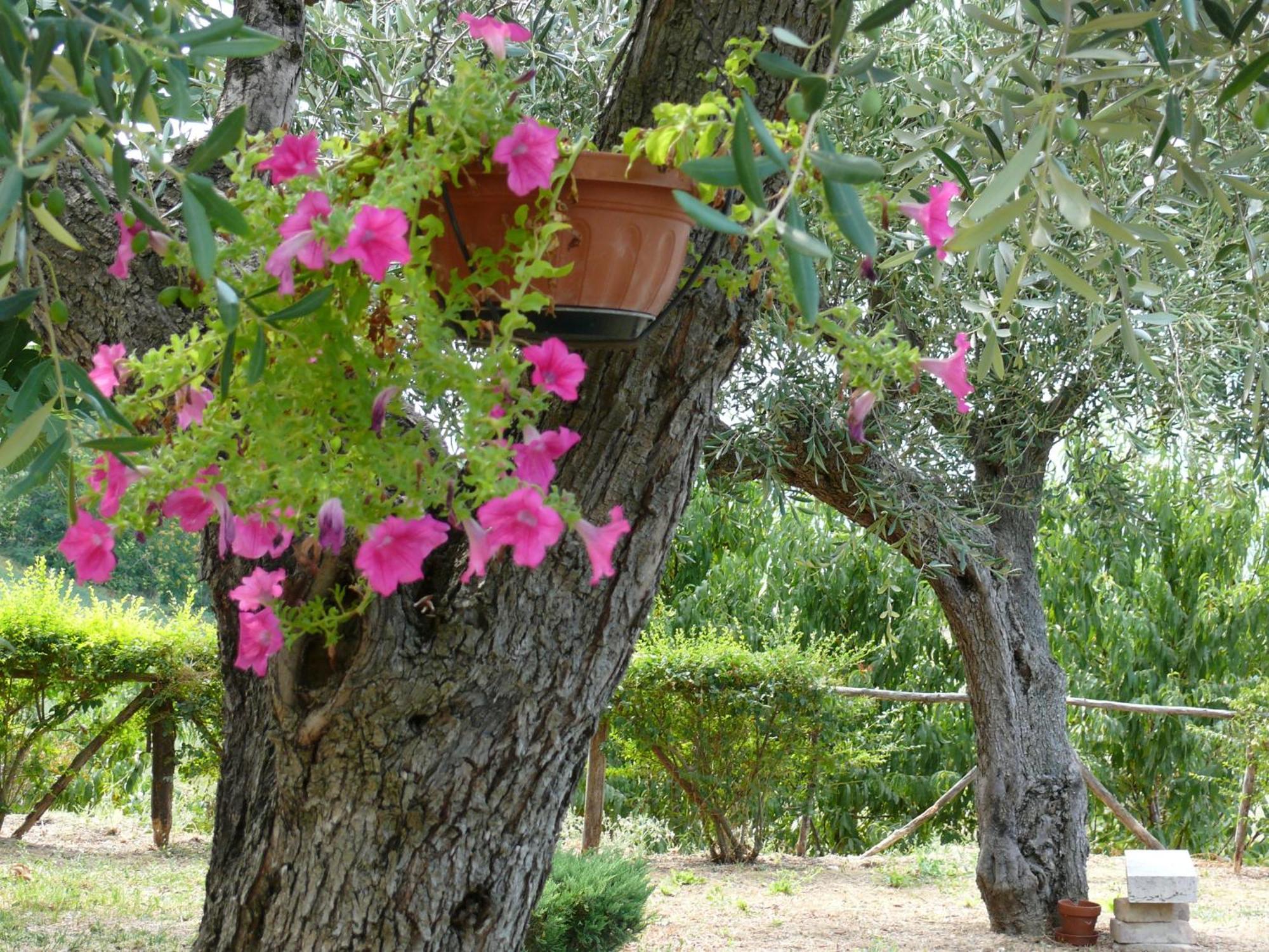 Bed&Breakfast Giardino Agritourist Controguerra Exterior photo